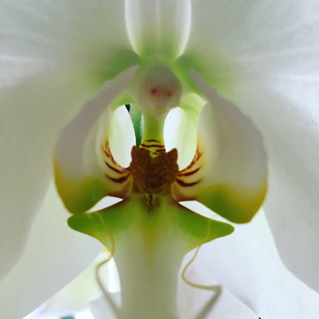 Tight shot of orchid