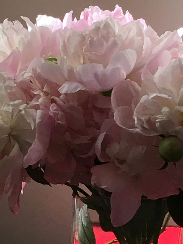 close-up of peonies