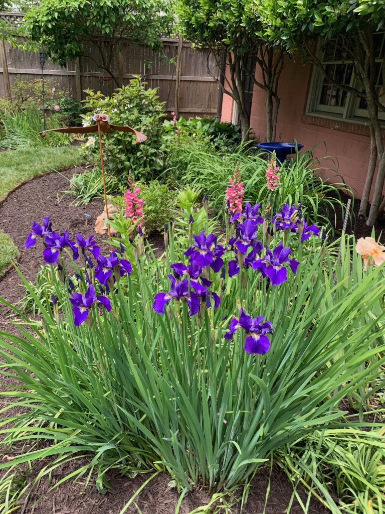 Iris flower bed in Houck backyard