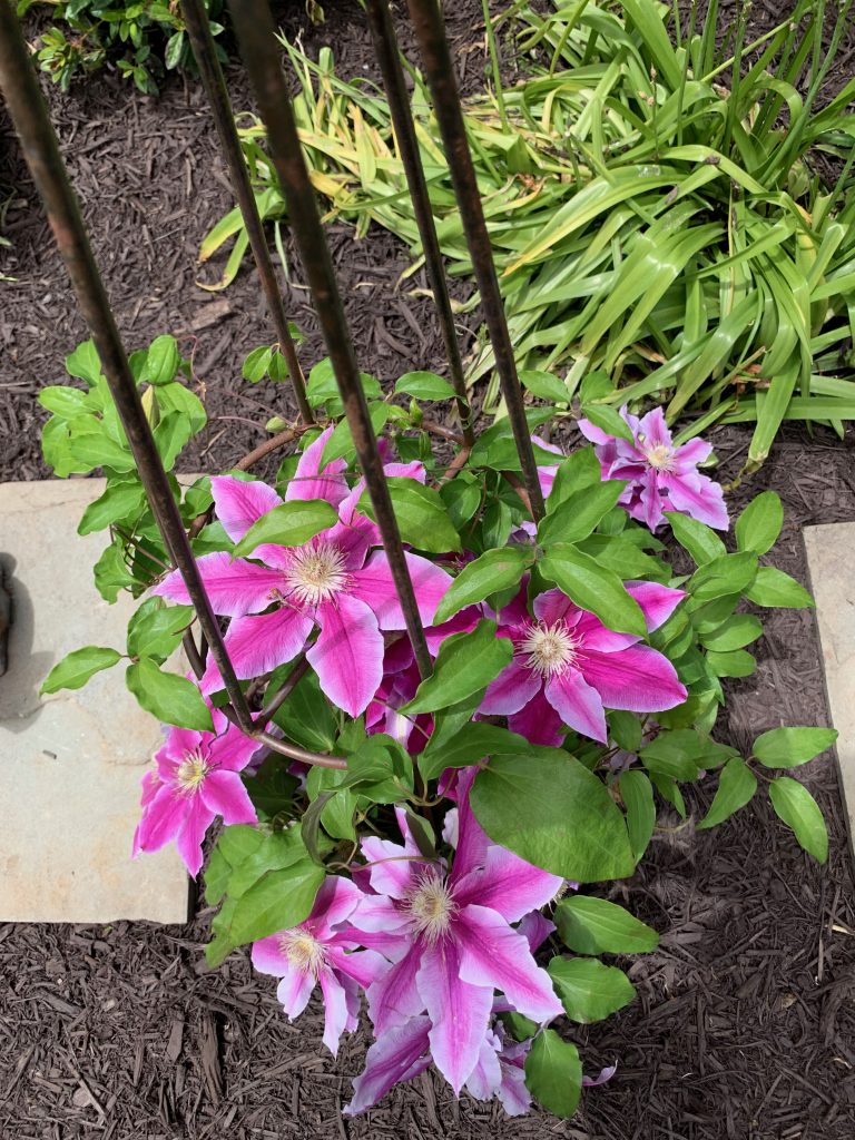 Bright pink Clematis growing in Houck backyard