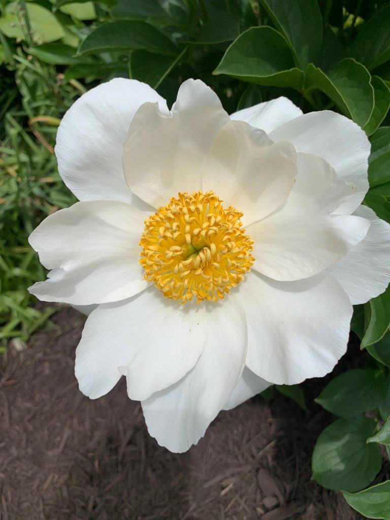 Close-up of white peony from Houck backyard